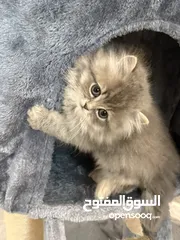  3 قط ذكر عمره شهرين ونص Two and a half month old male cat