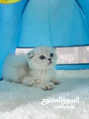  9 سكوتش فولد § برتش بييوووور
