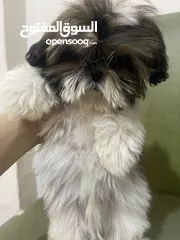  1 Pure shihtzu