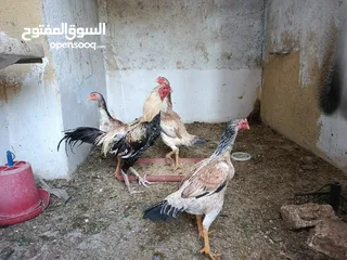  11 متاح بيض براهمي تركي وباكستاني مخصب ومكفول