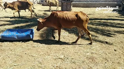  5 للبيع أبقار عمانيات