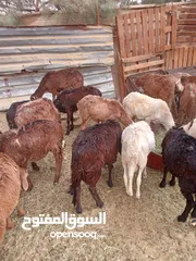  2 كباش مشوشنه