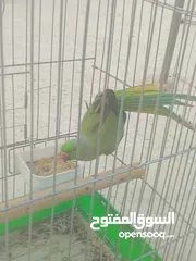  4 ببغاء دره هندي