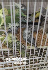  2 طيور حب بادجي budgie love bird