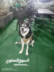  3 كلب هاسكي مطيع