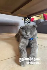  1 قط Scottish Fold للبيع بسعر مميز