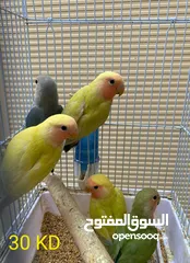  7 For Sale Different Kinds Of Beautiful Birds
