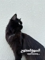  3 قطط شيرازيه