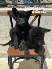  4 Royal black German Shepard