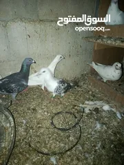  9 طيور حمام للبيع