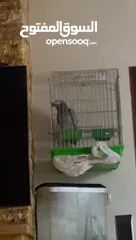  2 ببغاء كاسكو للبيع