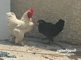  3 دجاج كوجن للبيع دجاجه بياضه