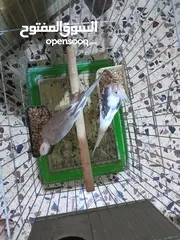  5 جوز كوكتيل وايت فيس