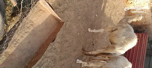  9 قعدان لحم للبيع عدد [3]