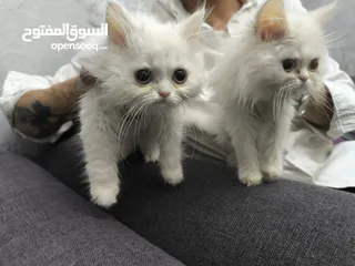  3 قطط هملايا