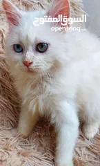  2 متوفر قط شيرازي فارسي  كل عين لون  شهرين ونص