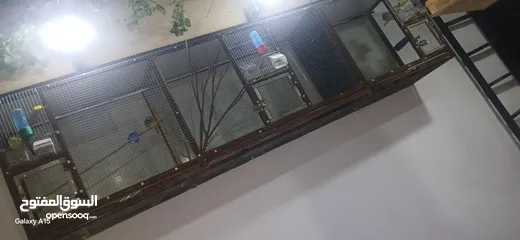  2 مطير عصافير او حمام
