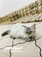  2 قطه ثنيه هملايا حامل