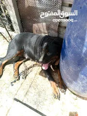  3 انثي روت أو انثي هاسكي أو ذكر قولدن سعر مغري
