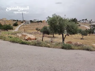  11 فرصه للشراء ارض مشجره جاهزه داخل التنظيم ومخدومه شارع معبد خدمات كامله ومطله