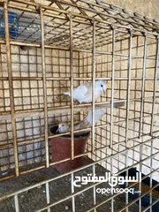  1 جوزين حمام كريم وطيرة للبيع جوز تحتو بيض كمان اسبوع بفقس