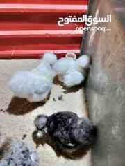  2 صيصان كوشن بلاك موتلد و مصوف امريكي