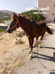  1 نخب النخب للبيع