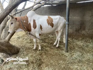  2 ثور عماني مطعوم