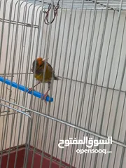  7 بندوق مسمع حسون للبيع