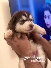  8 Alaskan Malamute  giant 45 days for reservation