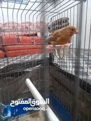  15 صلات النبي كوم كنار للبيع صحه ونضافه والوان بجنن