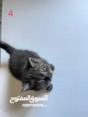  11 قطط للبيع بأسعار مغرية