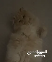 1 قط شانشلا ذكر للتزاوج