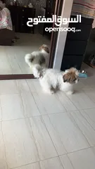  3 كلب نوع شيتزو shih tzu للبيع