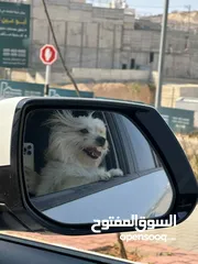  2 West Highland White Terrier