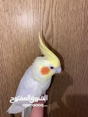  4 زوج كوكتيل اليفات و شغالات