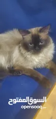  3 قطط للبيع بسعر مناسب