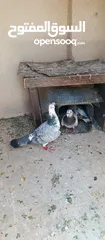  6 متاح 3جواز شغلات جوز يهوديات  صفر وجوز بلجيكي زرزور عل بلجيكيه