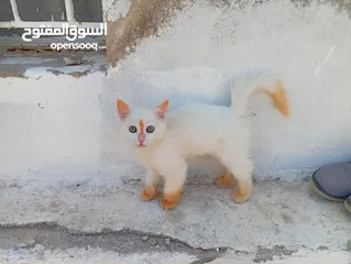  9 قطاط شرزي متوفر لدنا