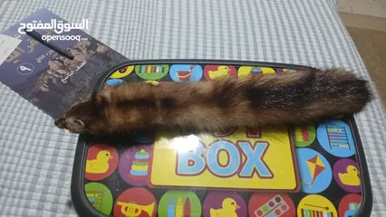  4 حيوان mink محنط الحيوان نادر