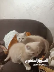  4 قطه هملايا عدد 2 للبيع