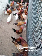  1 Roosters for sale