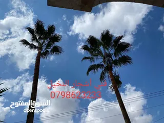  4 فني أشجار النخيل