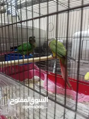  3 جوز كنيور جرين شيك هاي رد شغال للبيع  لا تتصل ألا اذا كنت بدك تشتري