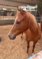  4 للبيع 2 فرس مع جوازات ميلادهم الاصليه المعتمده
