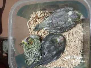  3 فراخ كوكتيل للزق اليدوي