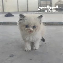  1 ذكر‎ راغدول عمر شهرين