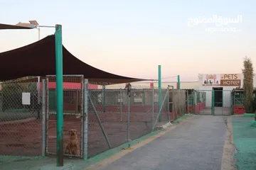  11 جولدن ريتريفر Golden retriever