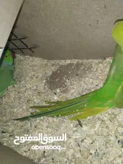  5 جوز درة  هندي اخضر  سوبر جامبو  صحه ونظافه جاهز للانتاج باذن الله  فقط 135 السعر حرق