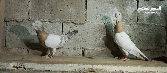  8 حمام لابيع
